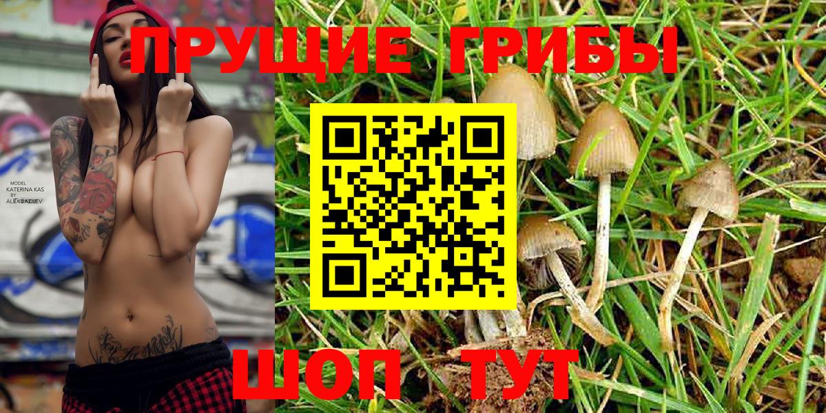 Удомля  Галлюциногенные грибы Psilocybine cubensis  Вход с VPN 